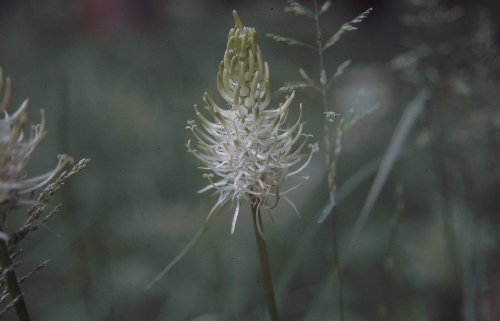 Phyteuma Pflanze_13